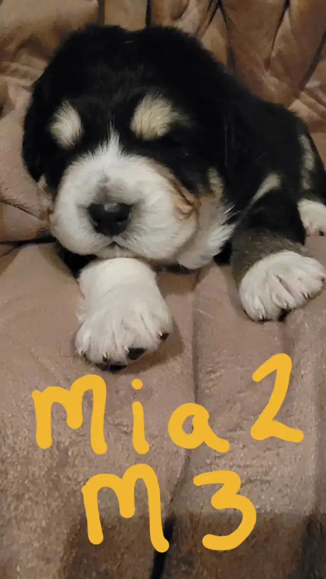Tibetan Mastiff/Great Pyrenees Puppies in Dogs & Puppies for Rehoming in Quesnel - Image 3