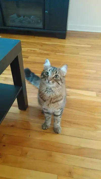 Chat pour adoption, View more