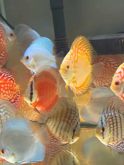 Discus Fish, View more