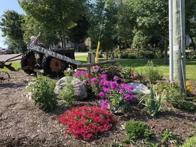Natural hardwood mulch for sale. Put around trees to keep moisture in to help get growing or stop gr...