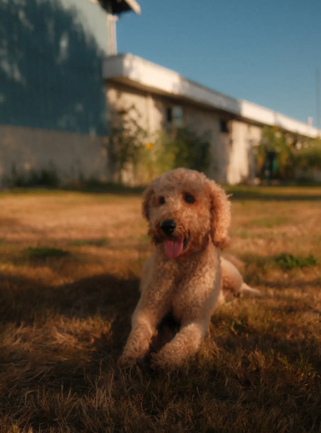 2 LEFT - F1b GOLDENDOODLE PUPPIES - golden doodle poodle | Dogs ...