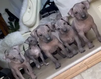 Xoloitzcuintli Puppies - Standard size, View more