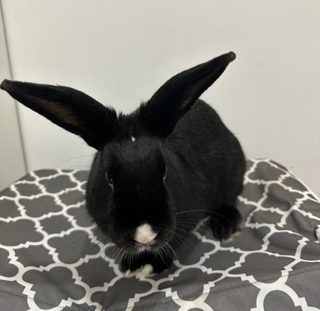 7 month old silver male rabbit  in Small Animals for Rehoming in Markham / York Region - Image 2