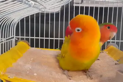 FEMALE and MALE BONDED LOVEBIRDS - LOVE BIRDS COUPLE, View more
