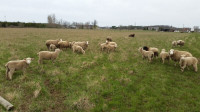 Small Farm Downsizing Sheep Herd