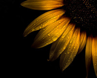 Backyard Flowers Sunflower by The Learning Curve Photography