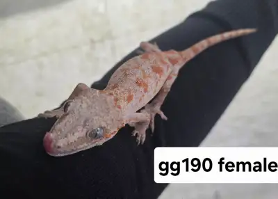 Orange blotch gargoyle gecko with medium exoterra enclosure, View more