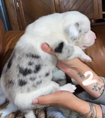 PUPPIES REHOMING JULY 7/25, LOUISIANA CATAHOULA LEOPARD x LAB, View more