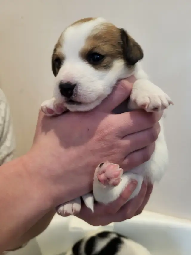 Cute Jack Russell Pups for Sale! in Dogs & Puppies for Rehoming in Pembroke - Image 4