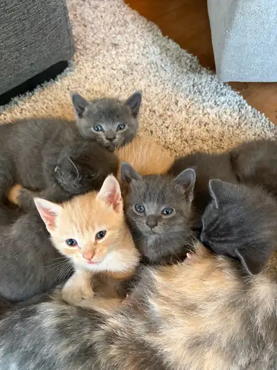 Chatons recher famille pour la vie , View more