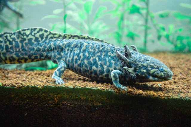 BEAUTIFUL AXOLOTLS ON SPECIAL $75 in Reptiles & Amphibians for Rehoming in North Bay - Image 3