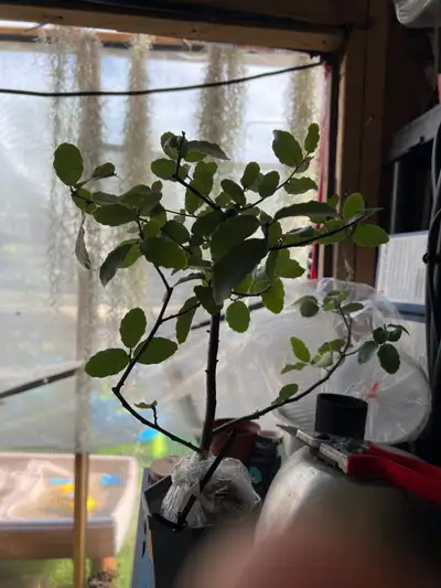  Air layered Cork Oak , for bonsai or just tree . , View more