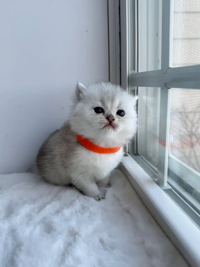 CCA &amp; CFA Registered Cattery — Rehoming BSH Kittens