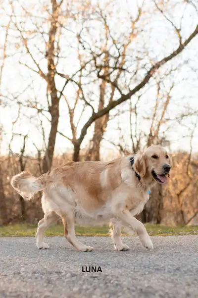 CKC Registered Golden Retriever Puppies, View more