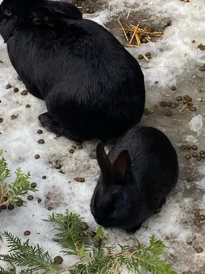Five black bunnies available March 20 th. New Zealander mix Flemish. Unsexed because they all look t...