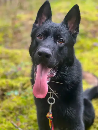 1.5y German Shepherd for rehoming, View more