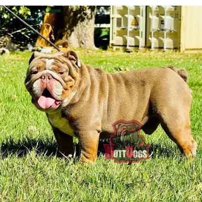 Purebred English bulldog male Akc registered Health and calm dog Pm me for more details