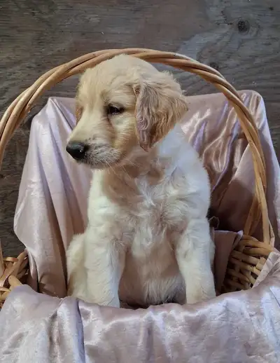 Golden doddle Puppies! ready to go!, View more