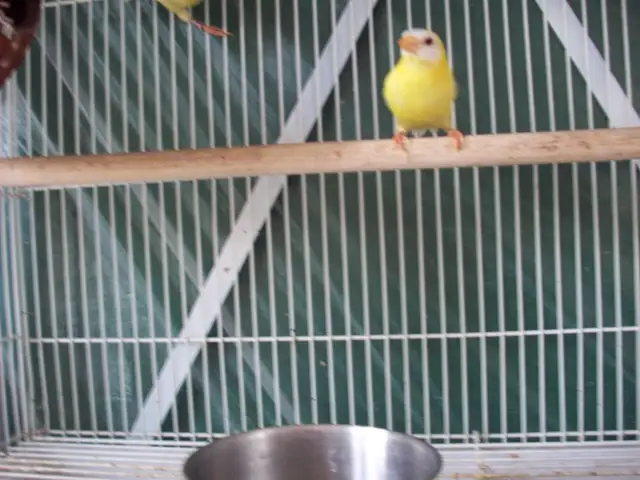 Male Canaries. Great singers. Less than 1 yr old. Come &  look. in Birds for Rehoming in Tricities/Pitt/Maple - Image 6