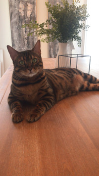 Unregistered 7 yr Old Bengal Rehoming 