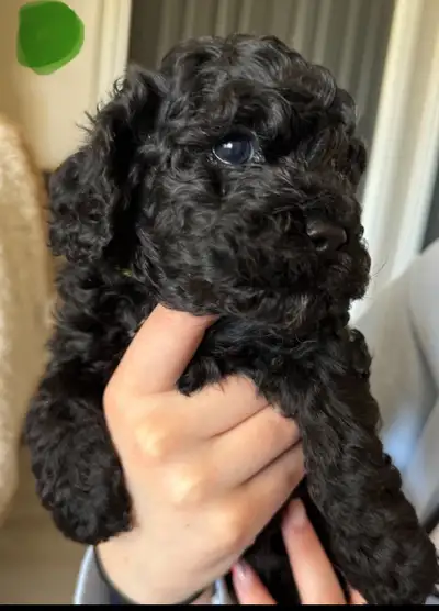 Beautiful Cockapoo Puppies for Sale