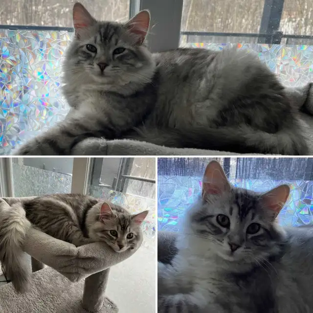 Hypoallergenic TICA Registered Siberian Kittens