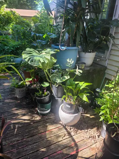 plantes tropicales vente de garage, View more