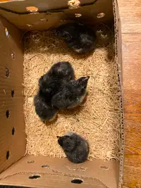 Black Copper Maran Chicks