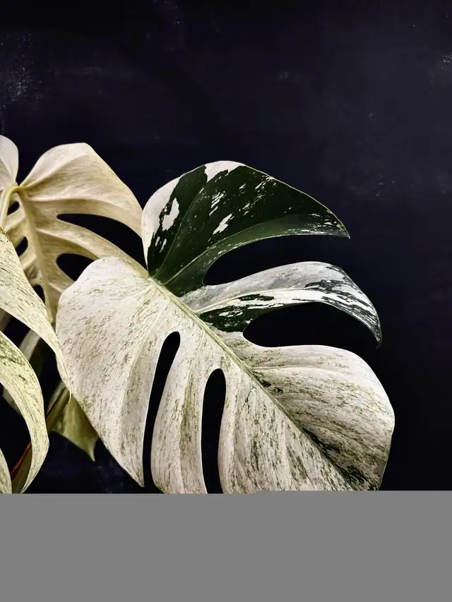 Monstera variegated wetstick and small plants available in Plants, Fertilizer & Soil in City of Toronto - Image 4