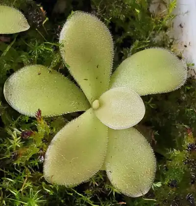 Pinguicula Gigantea Red butterwort carnivorous plant, View more