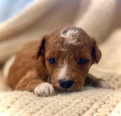 Miniature Red Goldendoodle Puppies, View more