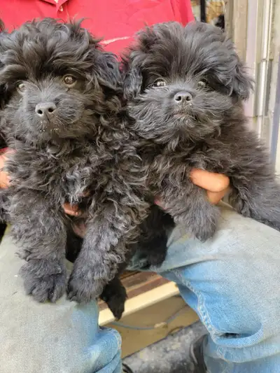 puppies for sale, View more