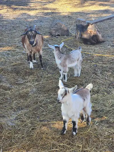 Pregnant nigerian dwarf goats, View more