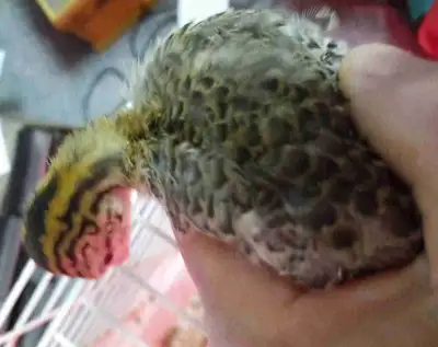 P--baby guinea fowl., View more