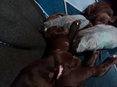 8 weeks old ready to male and female left