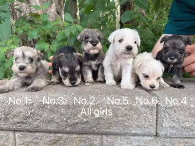 Miniature Schnauzer puppies ready to new home, View more
