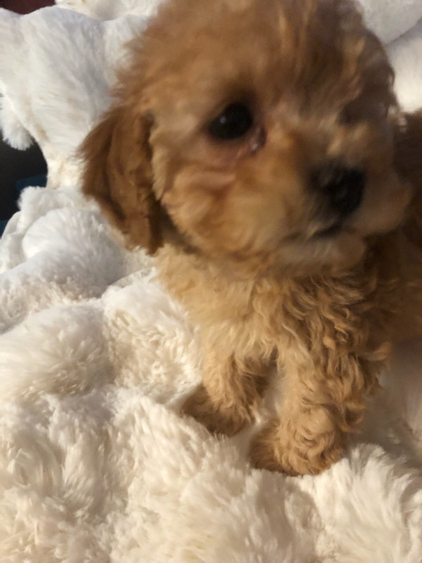Tiny Toy Poodle Puppies in Dogs & Puppies for Rehoming in Vancouver - Image 4