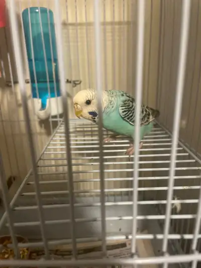 Blue Budgie, View more