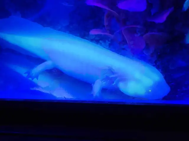 Baby Axolotls  in Reptiles & Amphibians for Rehoming in Oshawa / Durham Region - Image 5