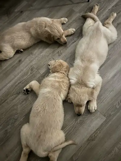 Hi there, I have 1 male golden retriever puppy purebred born November 15 2025 call or text thanks Na...