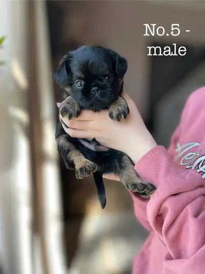 Brussels Griffons & pug mix waitlist, View more