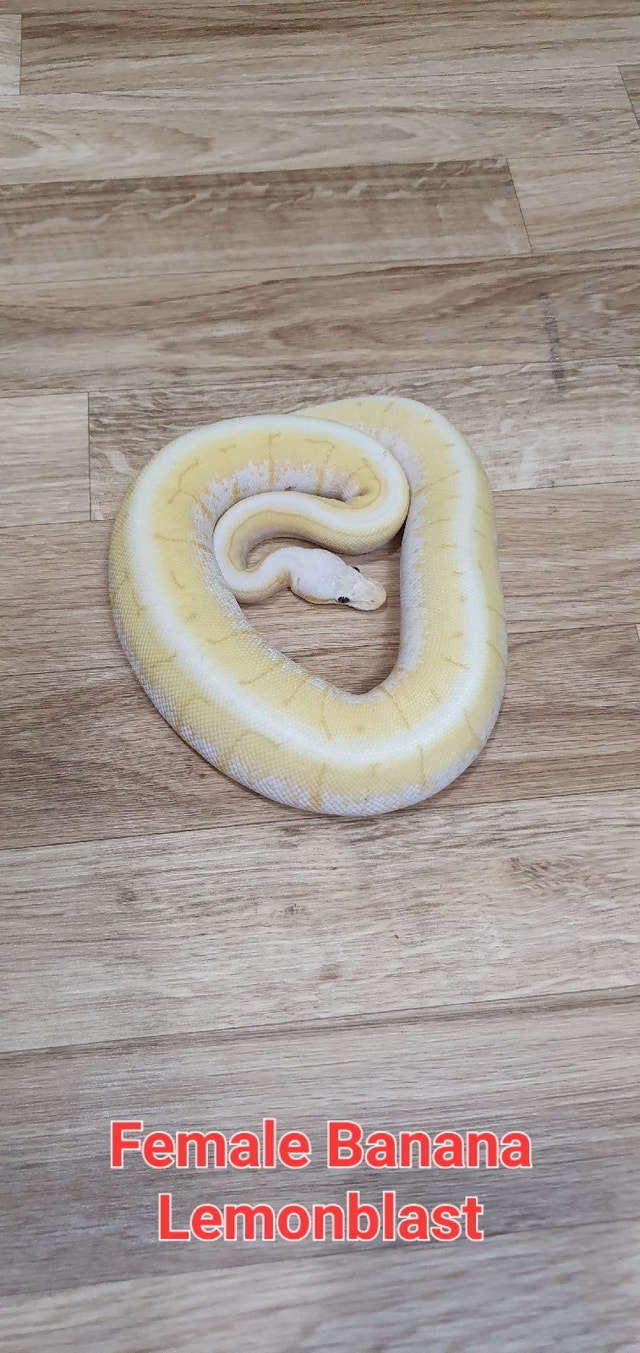 Female Banana Lemonblast Ball Python Reptiles & Amphibians for Rehoming Markham / York