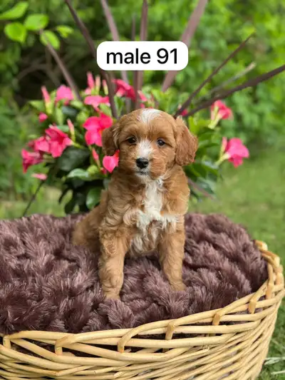 Beautiful litter of mini golden doodle puppies for sale. Puppies will be 15-18lb fully grown. Puppie...