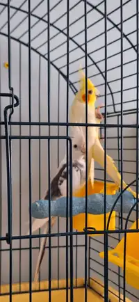 Beautiful Cockatiels, Various Ages