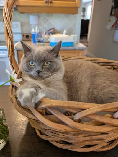 male ragdoll cat wanted to breed my female ragdoll, View more