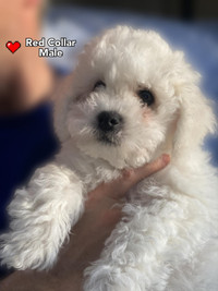 CKC Registered Bichon Frise Puppies: Pure Joy in Fluffy Packages
