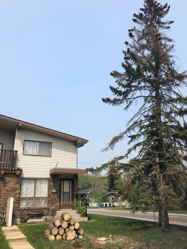 Tree•Serve - Tree Care in Lawn, Tree Maintenance & Eavestrough in Calgary - Image 3