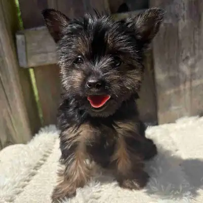 Yorkie puppies, View more