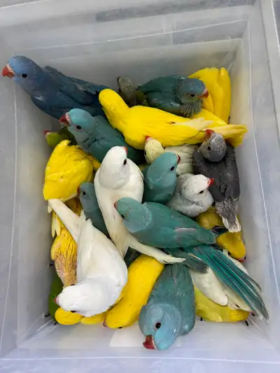 Indian Ringneck Babies for sale, View more