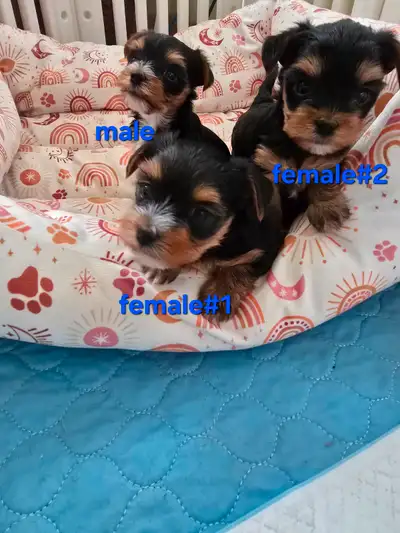 YORKIE PUPPIES, View more
